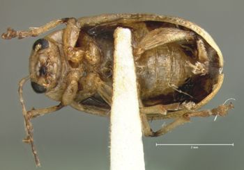 Media type: image; Entomology 23156   Aspect: habitus ventral view